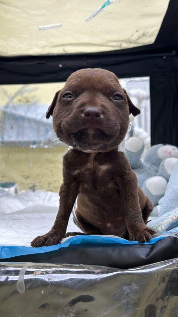 A puppy receiving medical care from Three Little Pitties