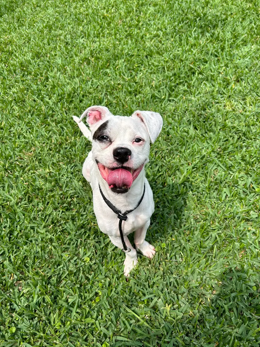 Mr. Gobbles after his intake and recovery journey