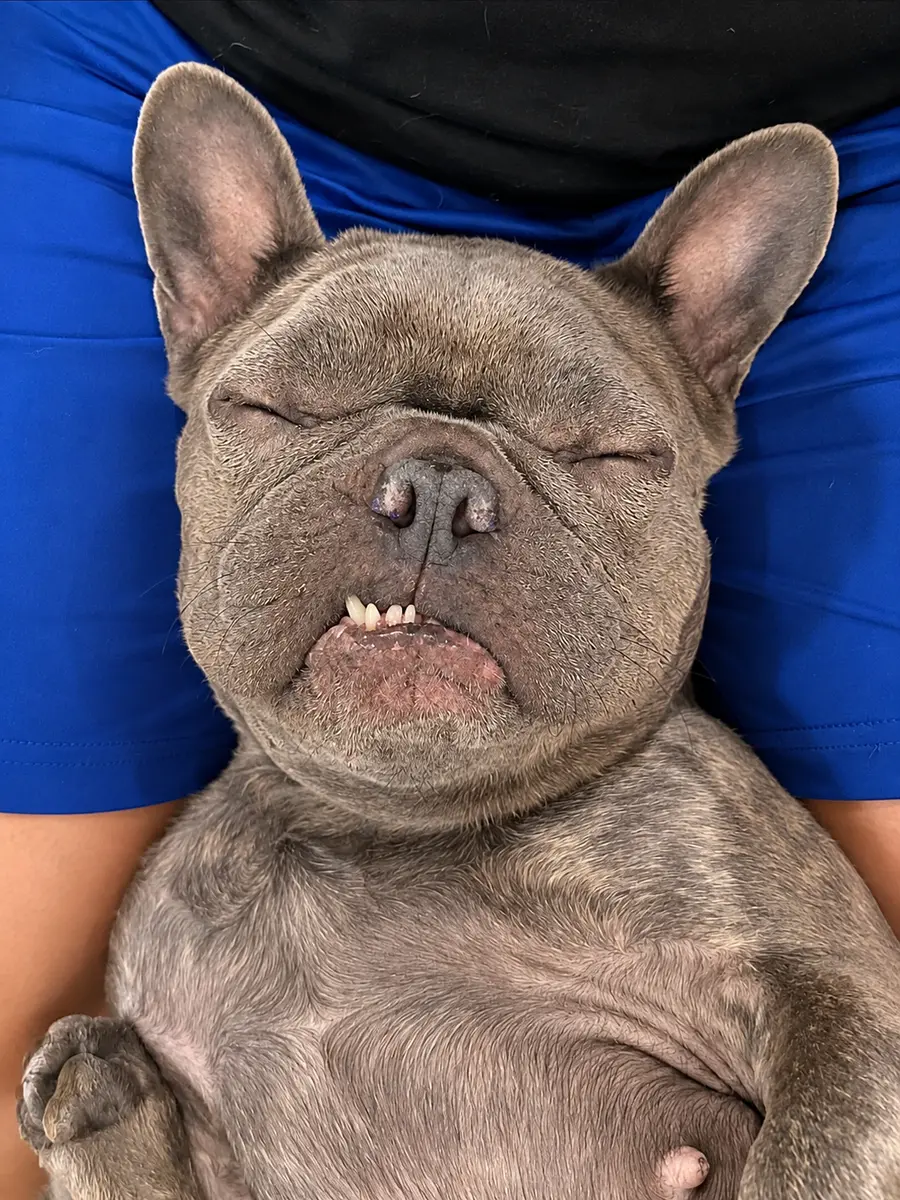 A gray French bulldog resting after training