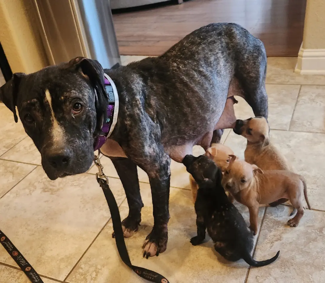 Mama Tulip and her puppies receiving protected nursery care