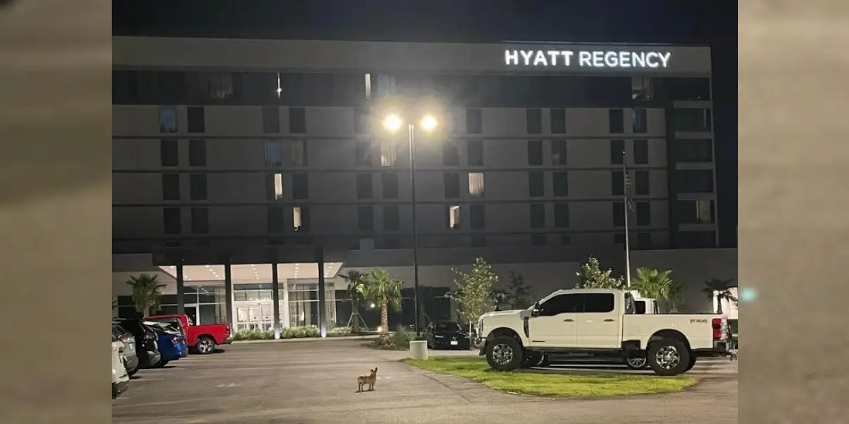 Thumbnail for Hyatt