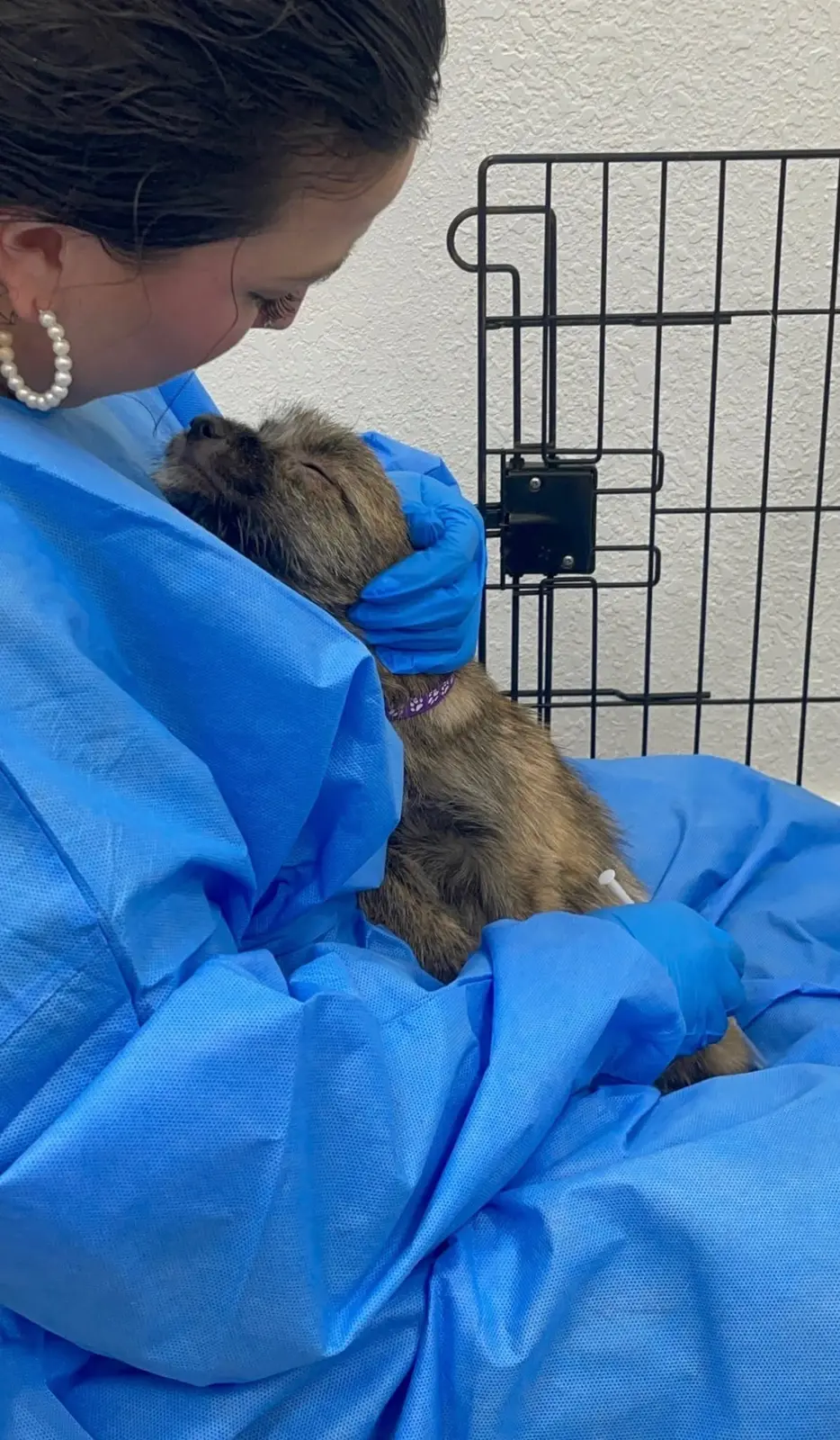 A rescue dog receiving medical care supported by monthly giving