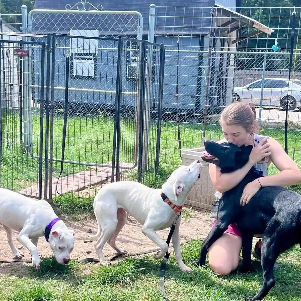 A Three Little Pitties behavior coach working with dogs in a playgroup