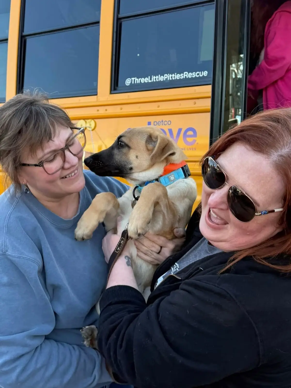A foster pet arriving with the Three Little Pitties transport team